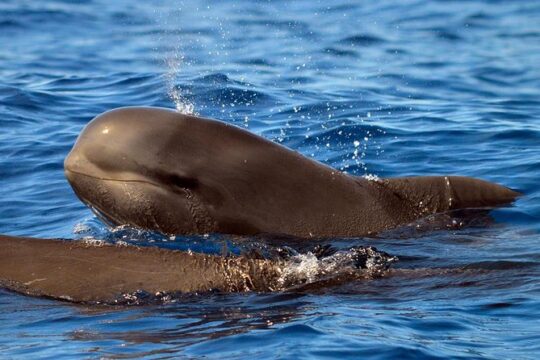 Whale Watching Eco-Adventure from Costa Adeje