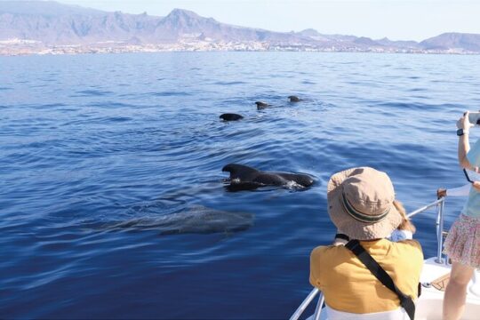 2.30h Whale Watching Experience