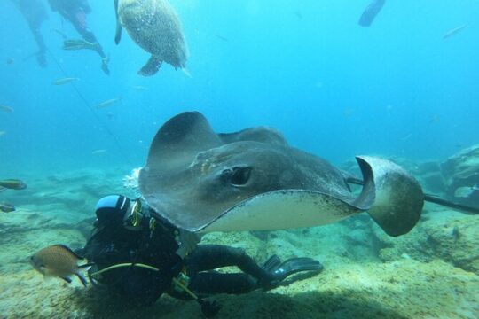 Scuba Diving for Certified Divers in Costa Adeje