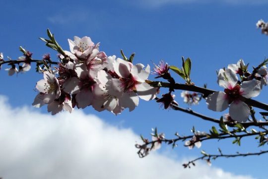 Full-Day Almond Blossom Trail in Tenerife