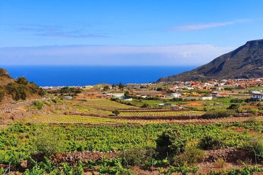 Canarian Wine Tasting Private Full-Day Tour and Aloe Vera Farm