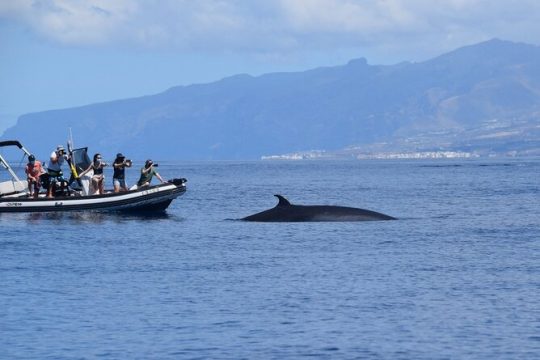 Bonadea II Ecological Whale Watching, 2 hours