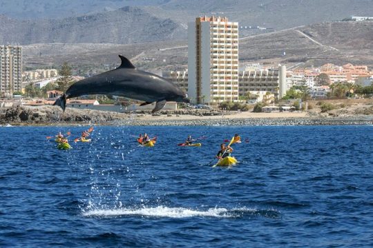 Whale and Dolphin Watching EcoAdventure in Tenerife