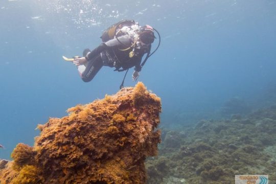 Dive Baptism 1 Dive In Tenerife 3,5h