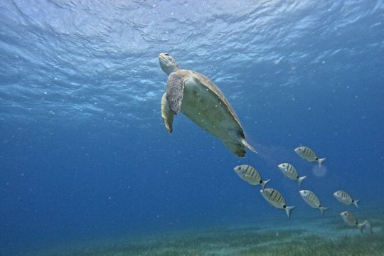 Small Group Snorkeling in Abades Bay with Licensed Guide