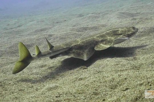 2 Dives, Certified Divers - Tenerife