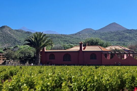 Tour of the senses through the South of Tenerife with Wine Tasting