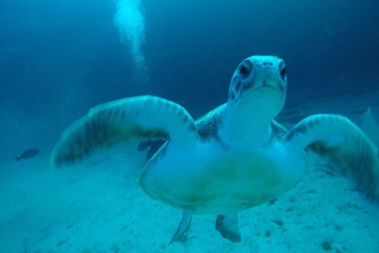 Private Dive Discovery for Beginners from a Boat