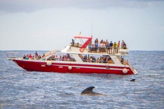 Tenerife Los Cristianos: Whale and Dolphin Eco-Yacht and Swim Stop