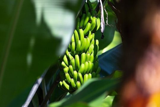 Half Day Southern Rural Tenerife Tour with Wine Tasting