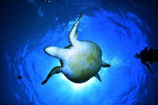 Snorkeling in a Wonderful Volcanic Bay