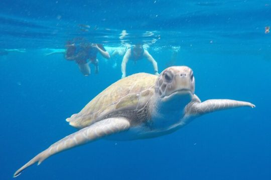 Kayak Route along the Volcanic Coast in Tenerife South with Snorkeling