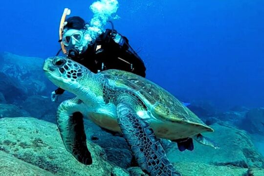 Scuba Dive for Beginners in a Turtle Area in Costa Adeje