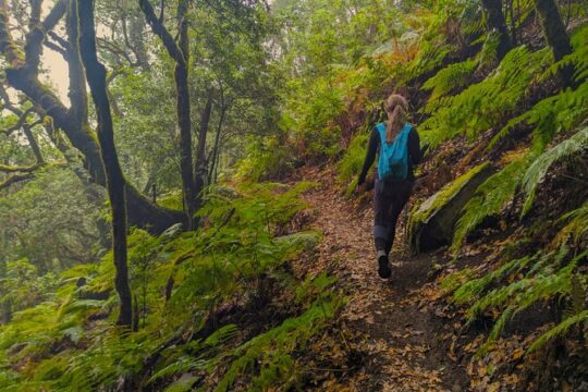 Tenerife: Hiking through Enchanted laurel forest Above Masca