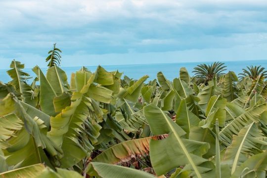 Ecological Banana Plantation Tour