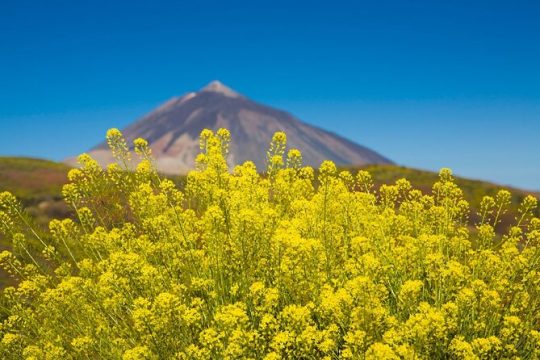 Guided Tour to Teide National Park in Tenerife