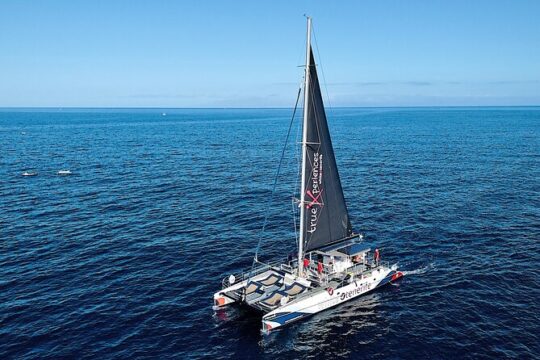 Watching and Listening Whales visiting Los Gigantes&Masca. Food&drinks included