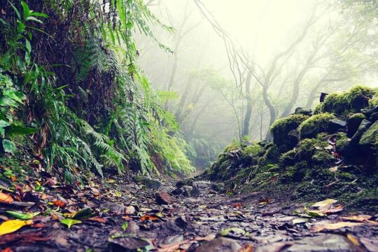 Wonderful hike through the Magic Forest of Tenerife