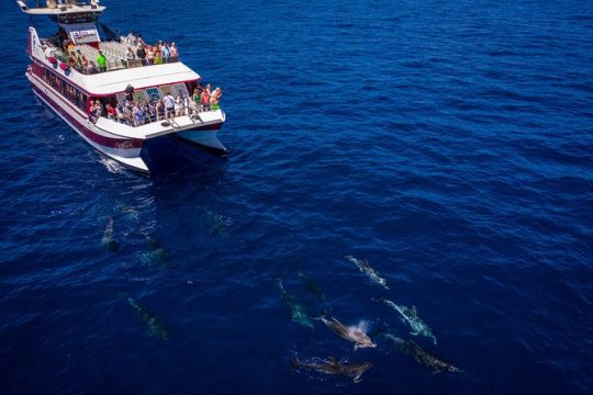 Royal Delfin - 2Hour Sustainable Dolphin & Whale Watching Mini Cruise