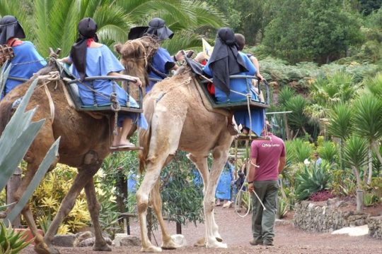 Camel Riding Tour at El Tanque, Tenerife