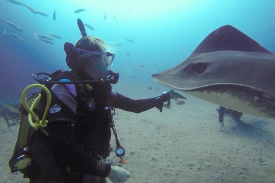 SSI Fish Identification Specialty Course in Tenerife