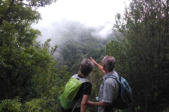 Wonderful hike through the Magic Forest of Tenerife