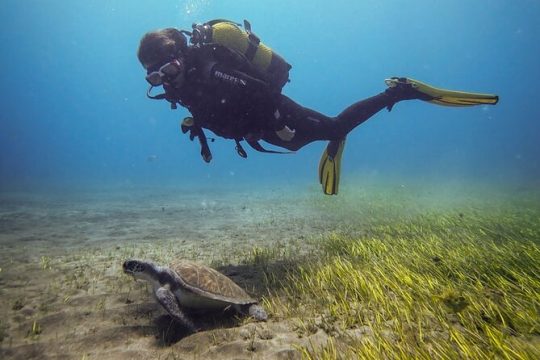 SSI Open Water, South Tenerife