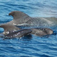 Glass Bottom Boat Tours