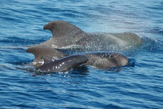 2 hour trip to see whales dolphins puerto colon adeje