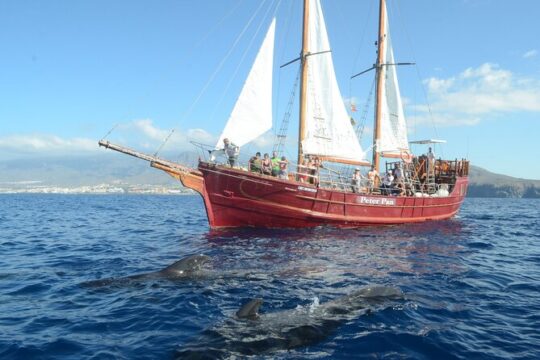 Sealife Dolphin & Whale Watching aboard Portuguese schooner