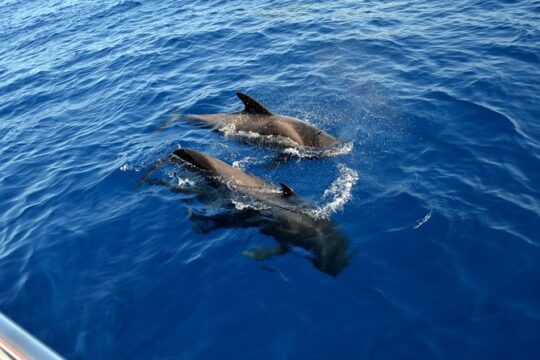 5 hrs. Watching and listening whales and dolphins visiting Los Gigantes