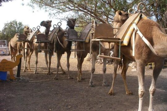 Skip the Line: Camel Park Tenerife Ticket