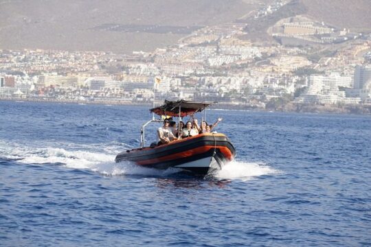 Cetacean Sighting Tenerife Private